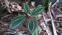 Salpinga margaritacea