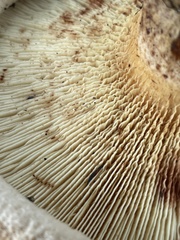 Agaricomycetidae