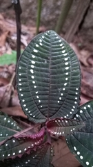 Salpinga margaritacea
