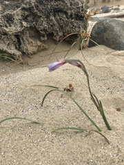Gladiolus gueinzii
