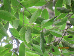 Cryptocarya aschersoniana