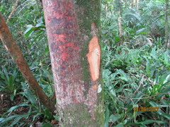 Cryptocarya aschersoniana