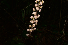 Sciodaphyllum