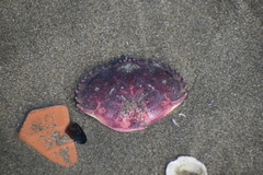 Platyxanthus orbignyi