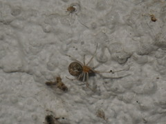 Theridiidae