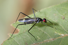 Taeniapterinae