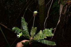 Biophytum dendroides