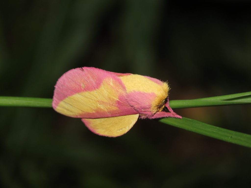 Psilopygida apollinairei