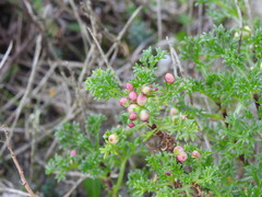 Artemisia campestris maritima