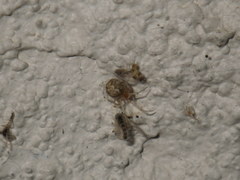 Theridiidae
