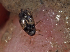 Hydroglyphus geminus