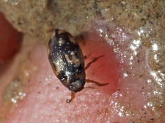 Hydroglyphus geminus