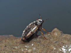 Hydroglyphus geminus