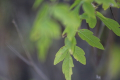 Serjania brachycarpa