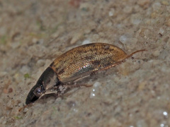 Laccobius