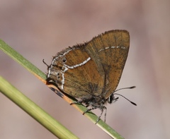 Callophrys xami
