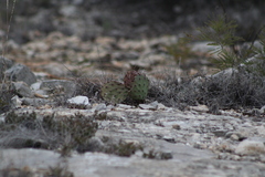 Opuntia stenopetala