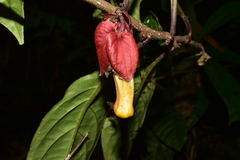 Drymonia coccinea