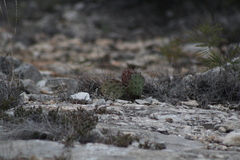 Opuntia stenopetala
