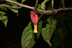 Drymonia coccinea