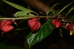 Drymonia coccinea