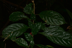Drymonia coccinea