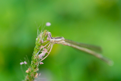 Platycnemis