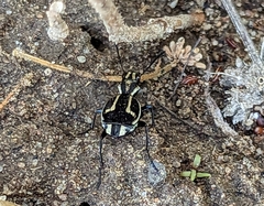 Graphipterus tristis