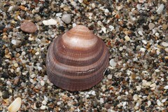 Glycymeris glycymeris