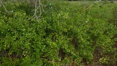 Ilex glabra