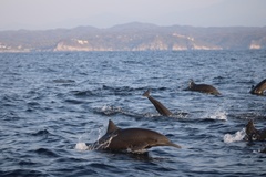 Stenella longirostris