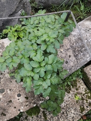 Smyrnium