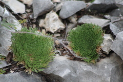 Selaginella lepidophylla