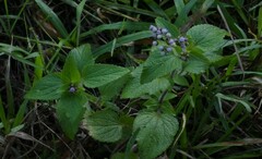 Ageratum houstonianum