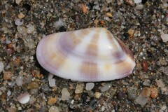 Donax semistriatus