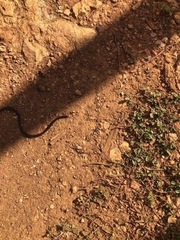 Typhlopidae
