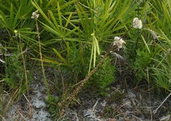 Liatrinae