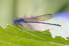 Argia serva