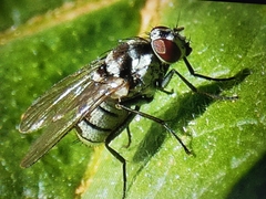 Limnophora