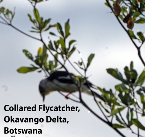 White-crested Helmetshrike
