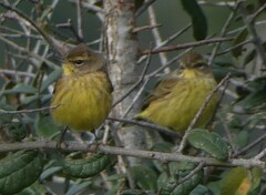 Setophaga palmarum hypochrysea