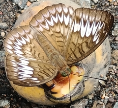 Tanaecia