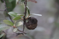 Disholcaspis cinerosa
