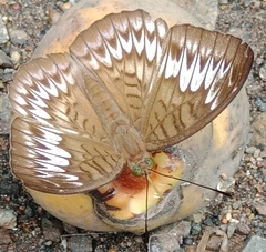 Tanaecia