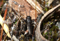 Teleogryllus commodus