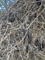 Aristolochia californica