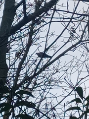 Columba palumbus palumbus