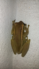 Trachycephalus mesophaeus