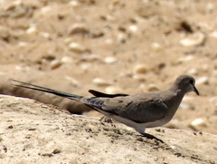 Oena capensis capensis