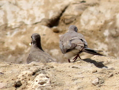 Oena capensis capensis
